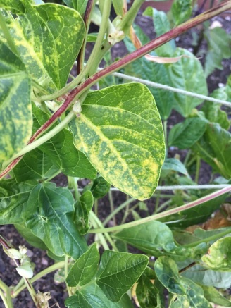 deformed, yellowing bean leaves