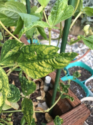 deformed, yellowing bean leaves